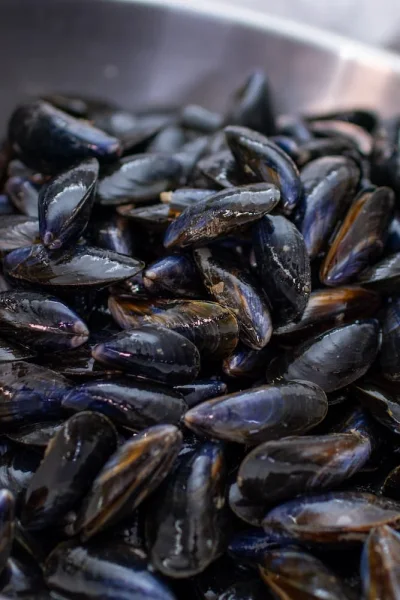 Moule de Bouchot fraiche
